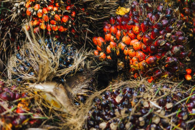Oil Palm as Indonesia’s Leading Plantation Commodity